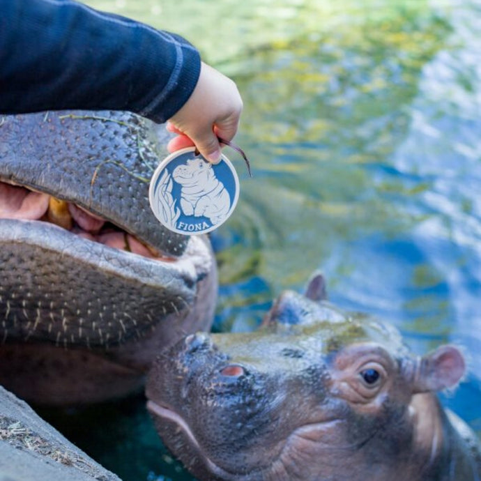 Meet the Team: #TeamFiona